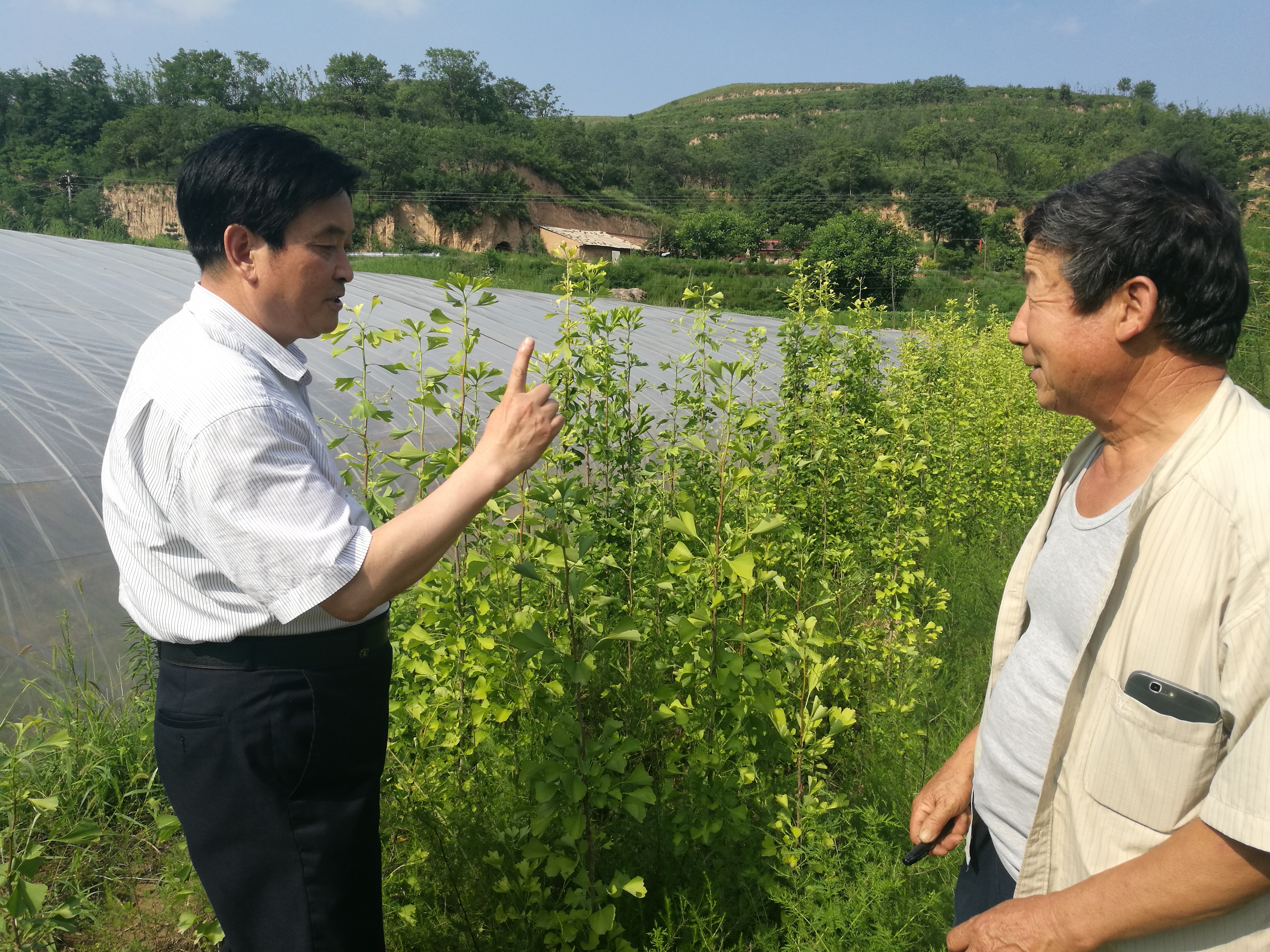 银杏引进培植.jpg 银杏引进培植.jpg